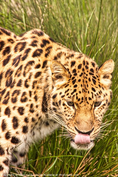 Amur Leopard licking lips Picture Board by Mike Hardy
