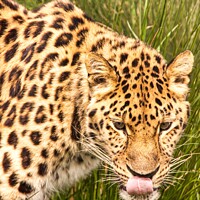 Buy canvas prints of Amur Leopard licking lips by Mike Hardy