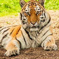 Buy canvas prints of Siberian Tiger portrait by Mike Hardy