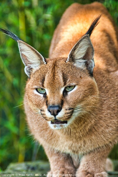 Caracal ready to pounce! Picture Board by Mike Hardy