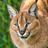 Buy canvas prints of Caracal ready to pounce! by Mike Hardy