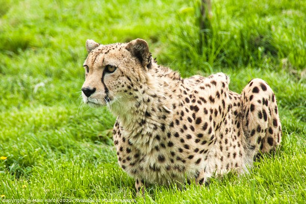 Gorgeous CHEETAH on high alert Picture Board by Mike Hardy