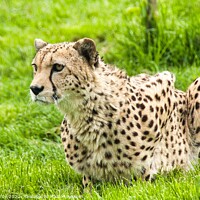Buy canvas prints of Gorgeous CHEETAH on high alert by Mike Hardy