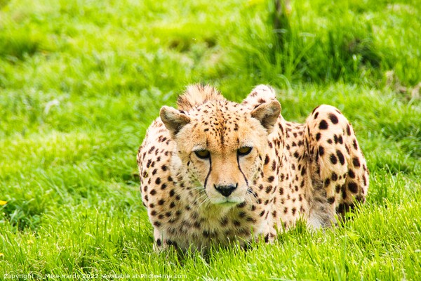 Cheetah stares intently Picture Board by Mike Hardy