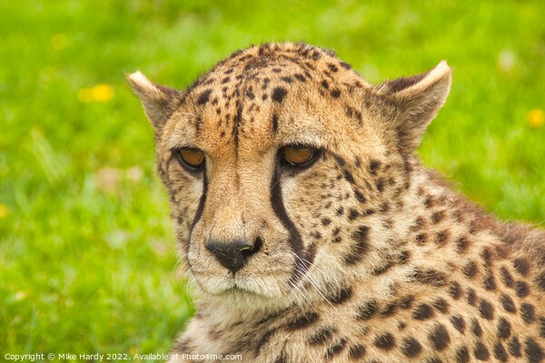 Portrait of a Cheetah Picture Board by Mike Hardy