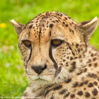 Buy canvas prints of Portrait of a Cheetah by Mike Hardy