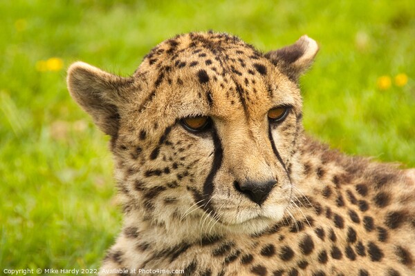 Wistful reclining cheetah Picture Board by Mike Hardy