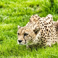 Buy canvas prints of Cheetah ready to pounce! by Mike Hardy