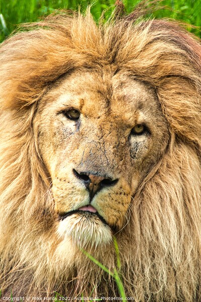 KING LION- Close up, old LION portrait. Picture Board by Mike Hardy