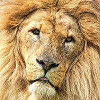 Buy canvas prints of KING LION- Close up, old LION portrait. by Mike Hardy