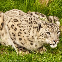 Buy canvas prints of Watchful Snow Leopard by Mike Hardy