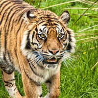 Buy canvas prints of Approaching TIGER! by Mike Hardy