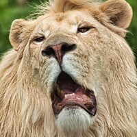 Buy canvas prints of Rare WHITE Lion portrait by Mike Hardy