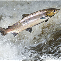 Buy canvas prints of Atlantic Salmon attempting to leap a waterfall in Scotland. by Keith Ringland
