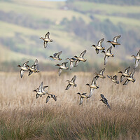 Buy canvas prints of Teal flock coming in to land on a marsh in Scotland by Keith Ringland