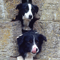 Buy canvas prints of Two Collies look through a farm building slit window.  by Keith Ringland