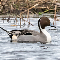 Buy canvas prints of Pintail by Martin Pople