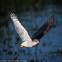 Buy canvas prints of Sparrowhawk  hunting  by Martin Pople