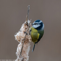 Buy canvas prints of Blue Tit on Bullrush  by Martin Pople