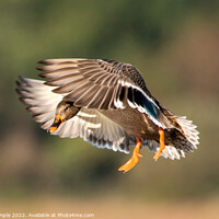 Buy canvas prints of Female Mallard coming into land  by Martin Pople