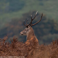 Buy canvas prints of Stag in amongst bracken  by Martin Pople
