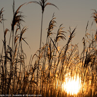 Buy canvas prints of Sun behind reeds by Martin Pople
