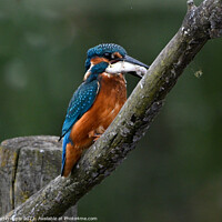 Buy canvas prints of Kingfisher with fish by Martin Pople