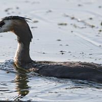 Buy canvas prints of Great Crested Grebe fishing  by Martin Pople
