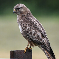 Buy canvas prints of Buzzard on post by Martin Pople