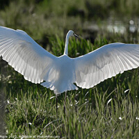 Buy canvas prints of Great white Egret  by Martin Pople