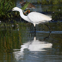 Buy canvas prints of Egret fishing by Martin Pople