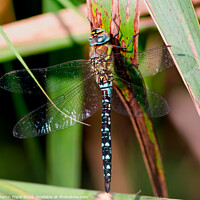 Buy canvas prints of Dragonfly  by Martin Pople