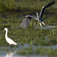Buy canvas prints of Herron and Egret together  by Martin Pople