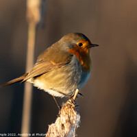Buy canvas prints of Robin on a Bullrush  by Martin Pople