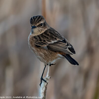 Buy canvas prints of Female Stonechat  by Martin Pople