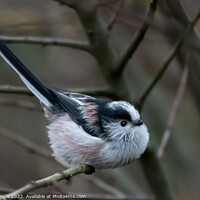 Buy canvas prints of Long tailed tit by Martin Pople