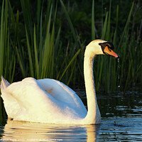 Buy canvas prints of Swan in low light by Martin Pople