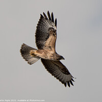 Buy canvas prints of Buzzard flying  by Martin Pople