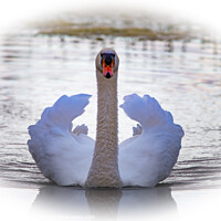 Buy canvas prints of Swan showing its plumage  by Martin Pople