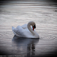 Buy canvas prints of Swan with ripples around  by Martin Pople