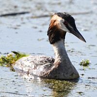 Buy canvas prints of Crested Grebe on pond by Martin Pople