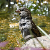 Buy canvas prints of Sparrow having a bath by Martin Pople