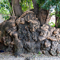 Buy canvas prints of Large knotted tree trunk  by Martin Pople