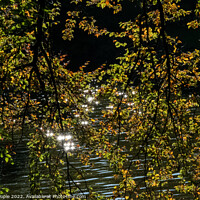Buy canvas prints of Water sparkling through leaves  by Martin Pople