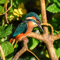 Buy canvas prints of Kingfisher on branch  by Martin Pople