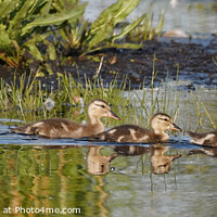 Buy canvas prints of Ducklings on water by Martin Pople