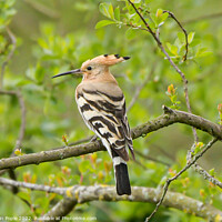 Buy canvas prints of Hoopoe in Somerset by Martin Pople