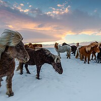 Buy canvas prints of Horses  by Ionut Cosmin