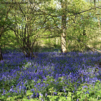 Buy canvas prints of Bluebells in the woods by Paul Daniell