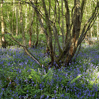 Buy canvas prints of Woodland bluebells by Paul Daniell